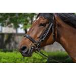 Pferdehaftpflichtversicherung Vergleich